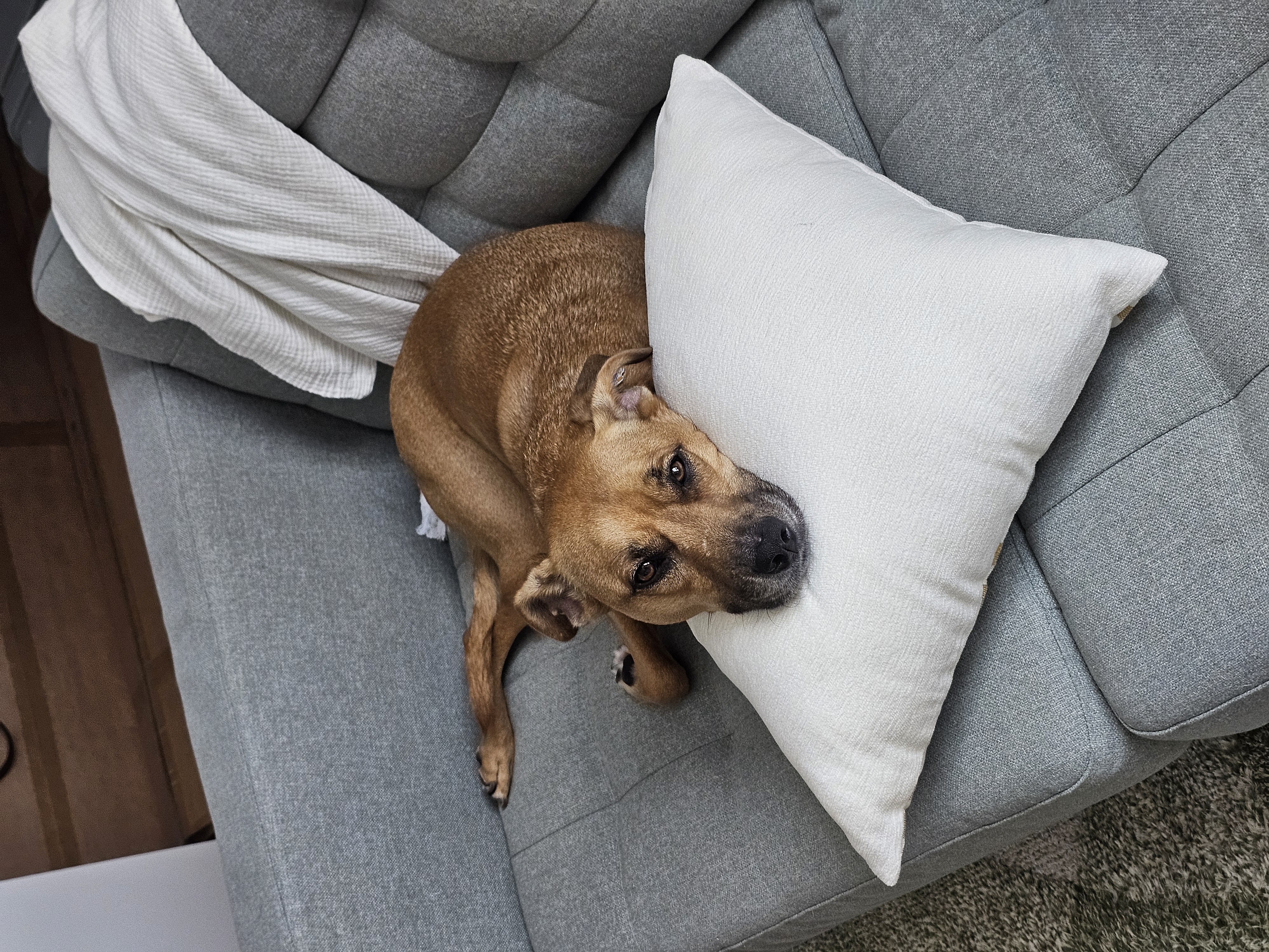 Dog sitting on a couch, head resting on pillow.